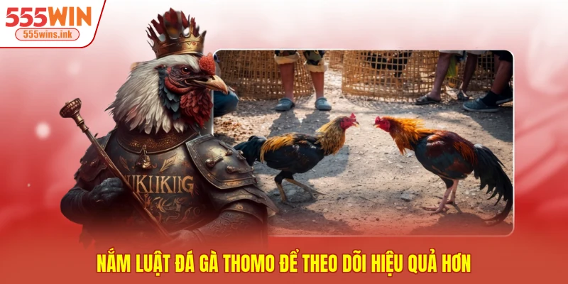 Nắm luật đá gà Thomo để theo dõi hiệu quả hơn